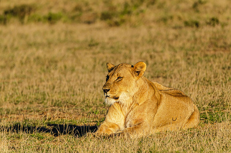 Lions