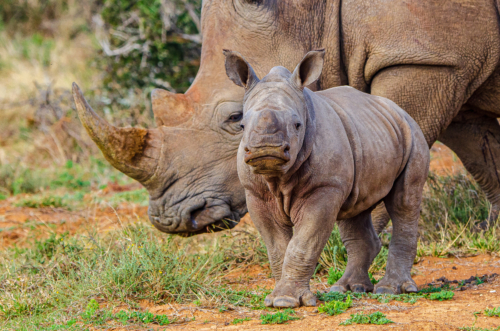 Baby Rhino - Kwandwe