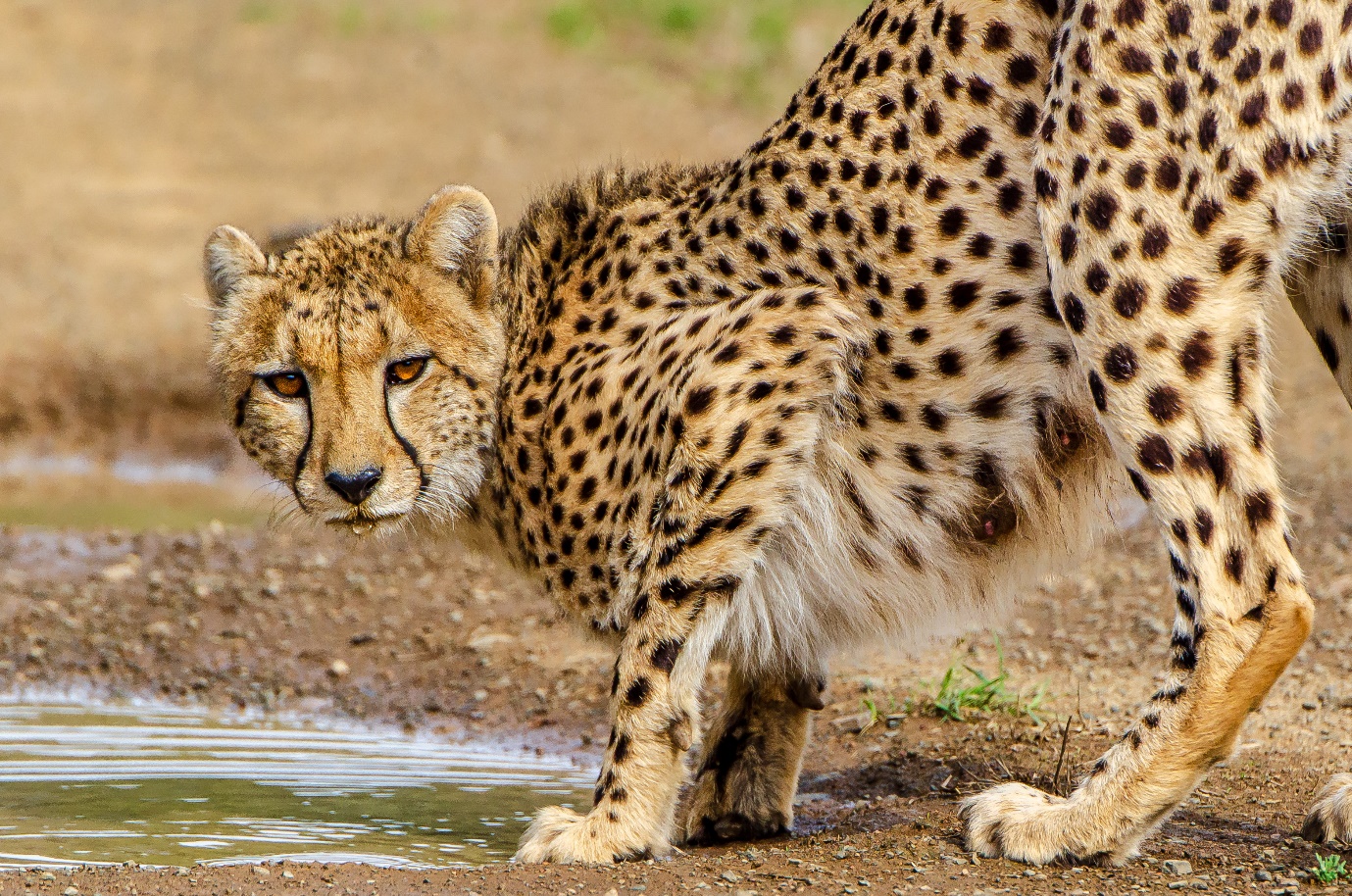 Female cheetah