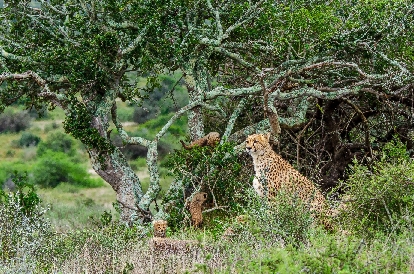 Cheetah and cubs