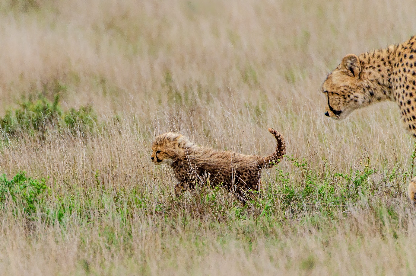 Cheetah and cub