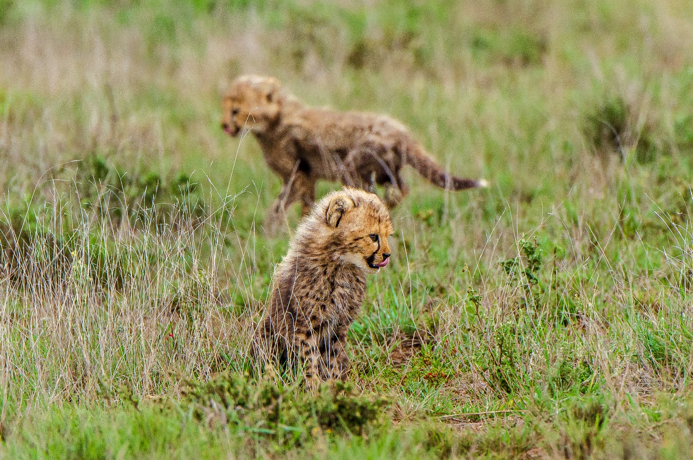 Cheetah and cubs