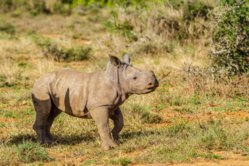 Baby Rhino - Image 1