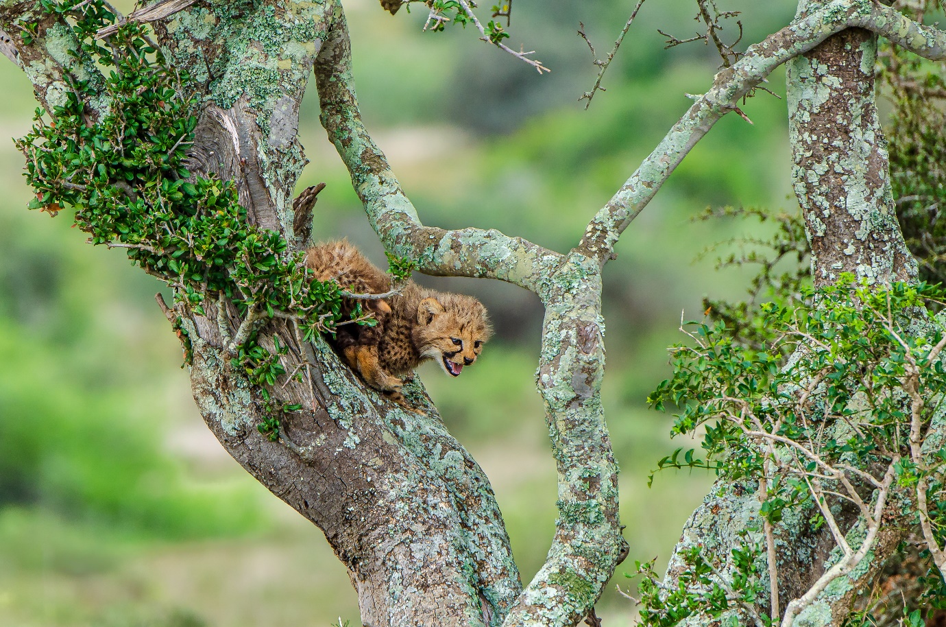 Cheetah cub