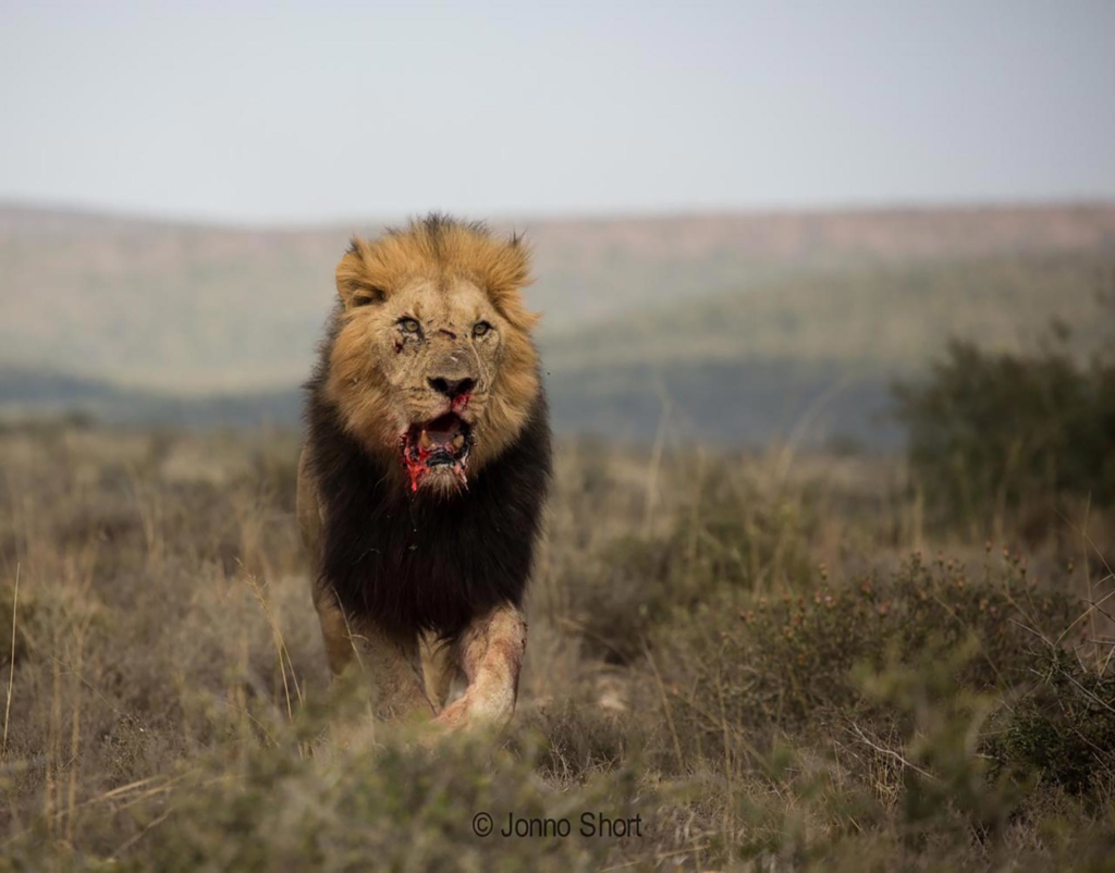 A lion with blood on its mouth walks through a grassy landscape.