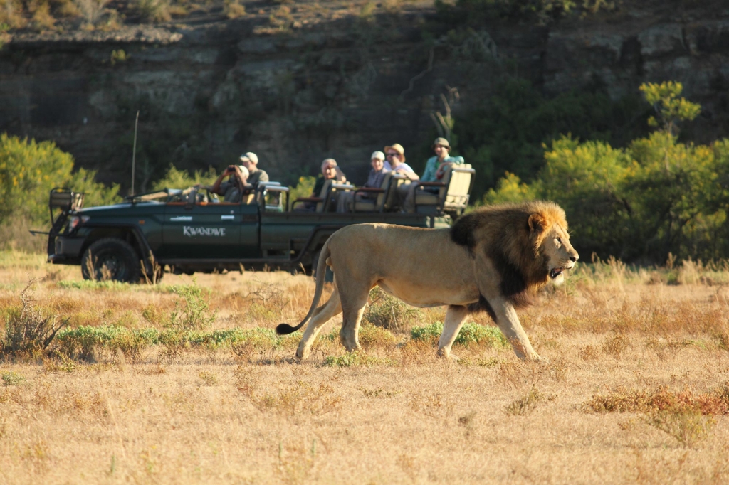 A lion walks in front of a safari vehicle with tourists.