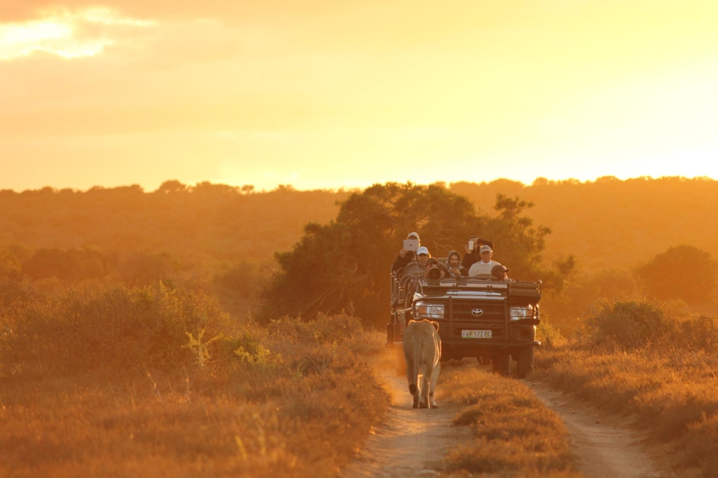 A lion walks along a dirt road beside a safari vehicle at sunset.