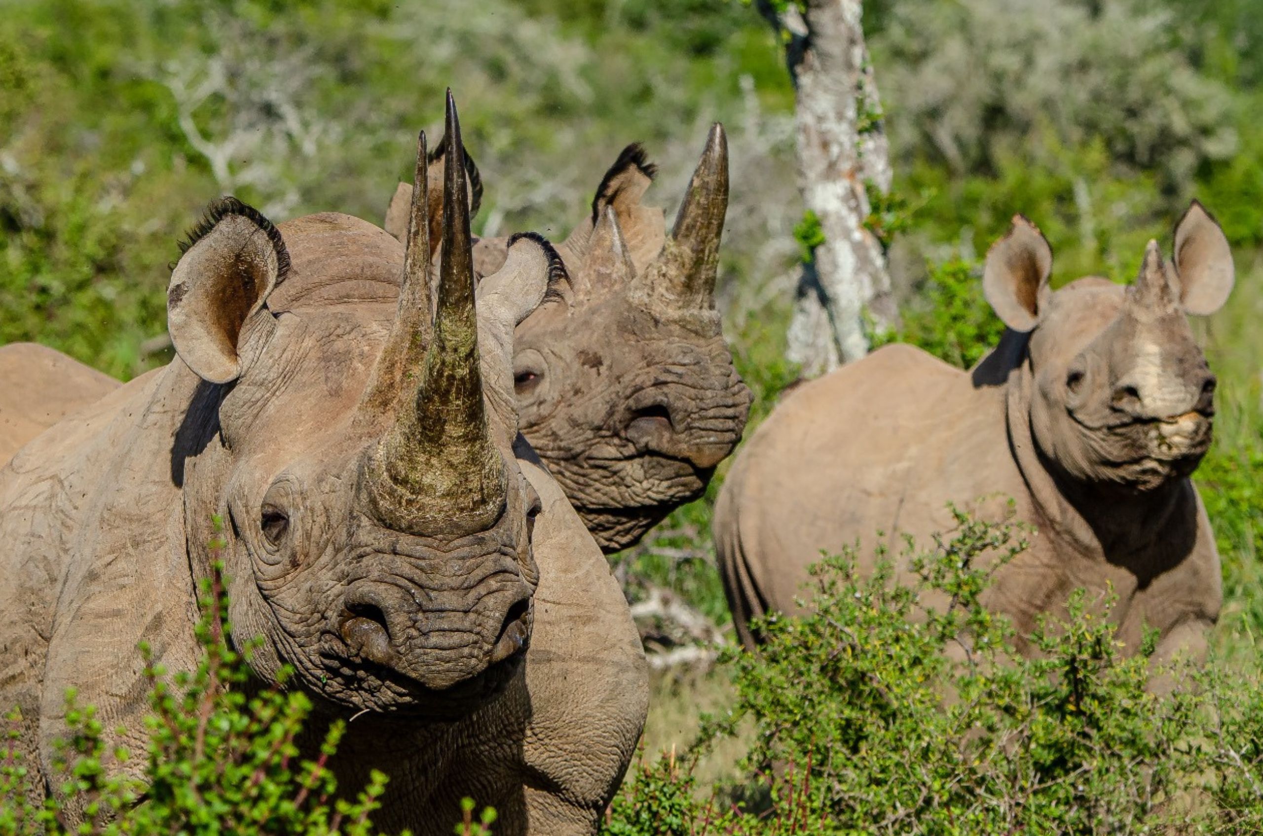 black rhino population