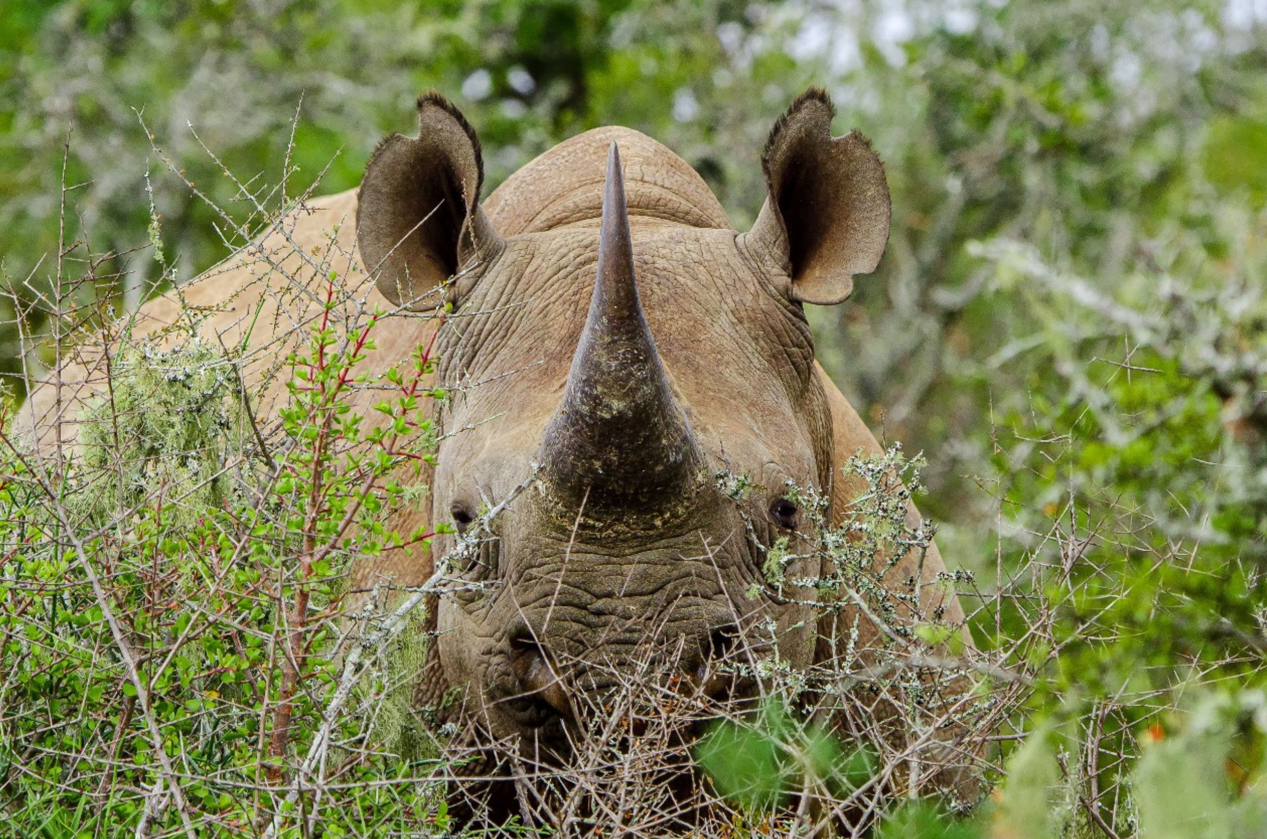 close-up of a black rhino