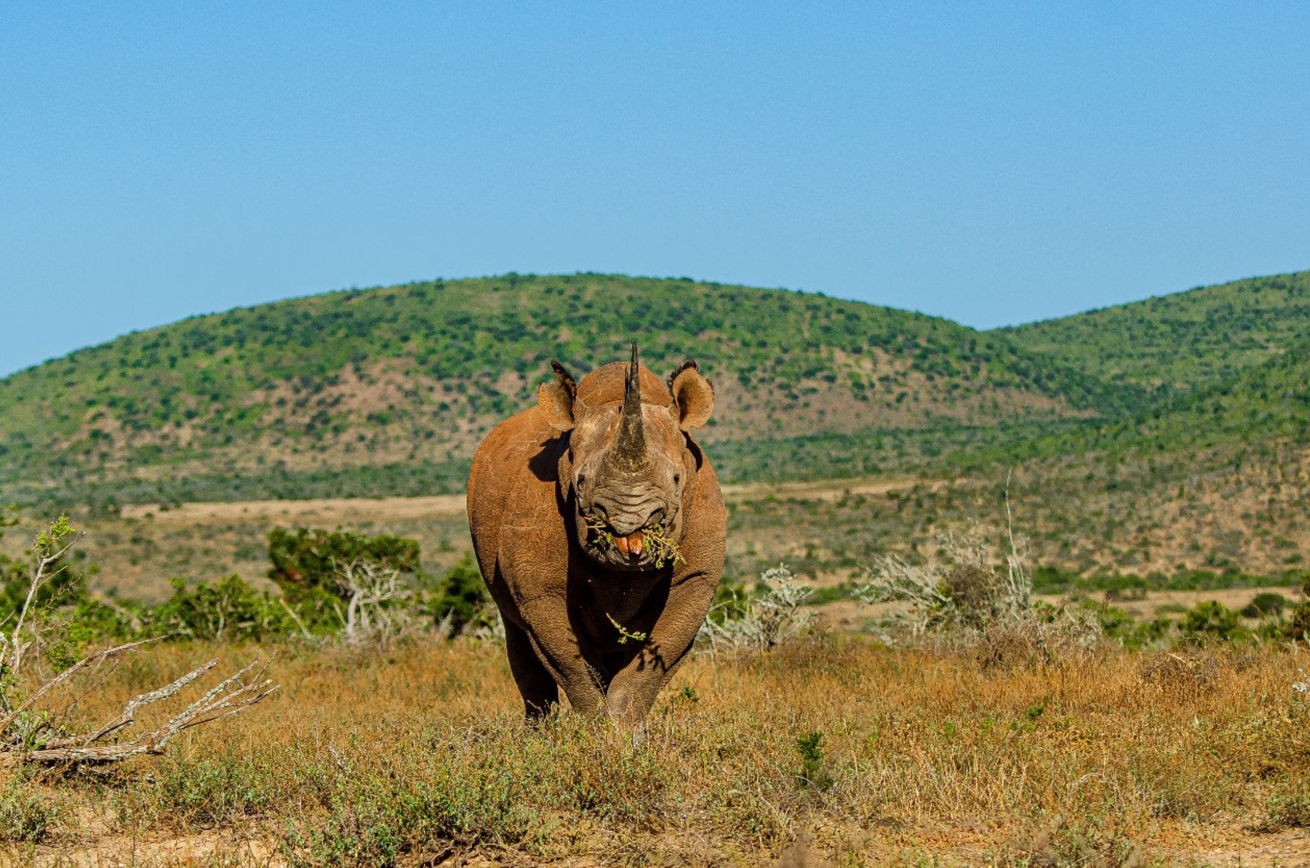 great fish river valley black rhino