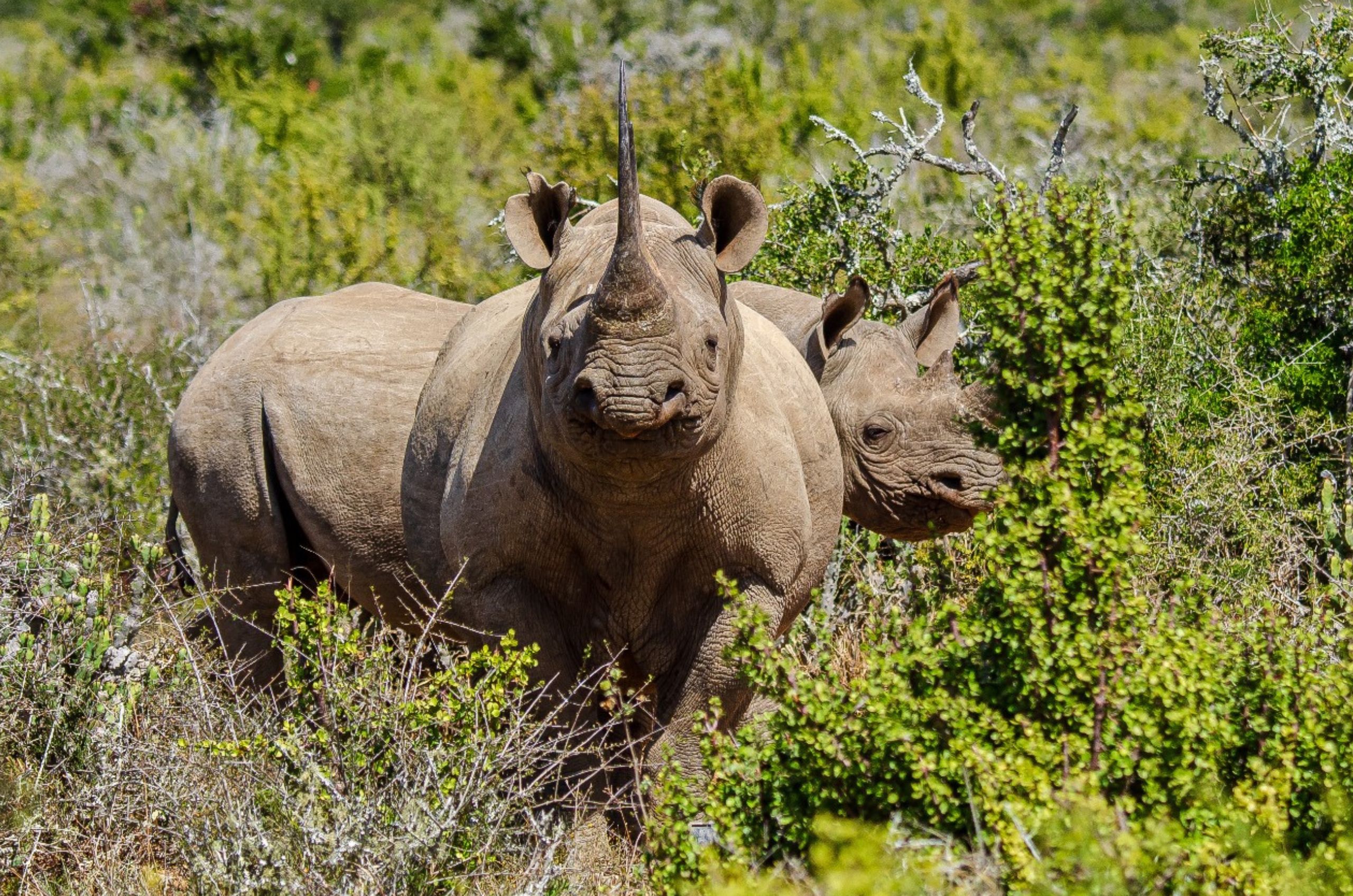 two black rhinos in a spekboom thicket
