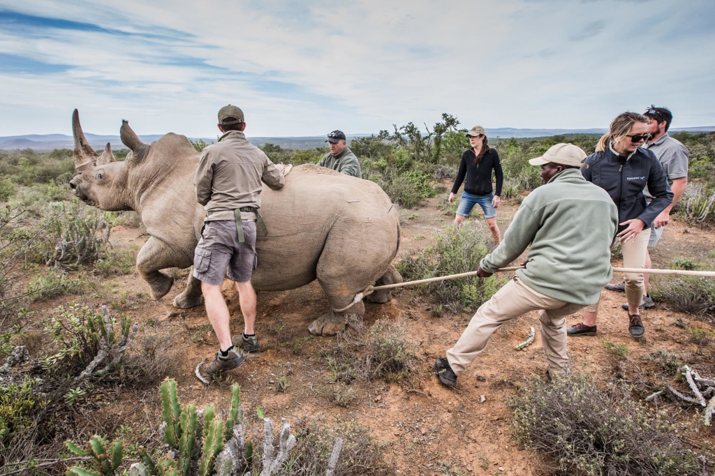 A group of people is guiding a rhinoceros in a natural environment.