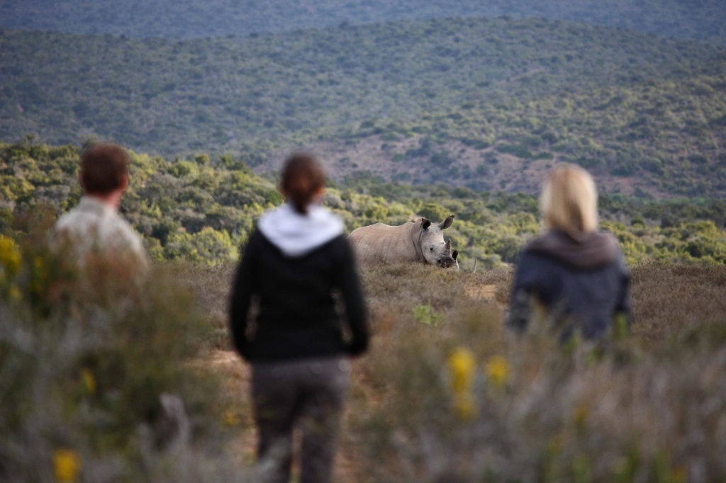 Three people observe a rhinoceros in a natural setting.