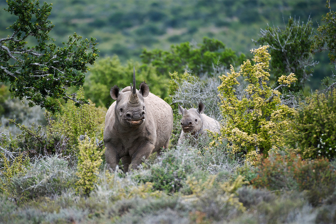 A mother rhinoceros walks alongside her calf in a lush, green landscape.