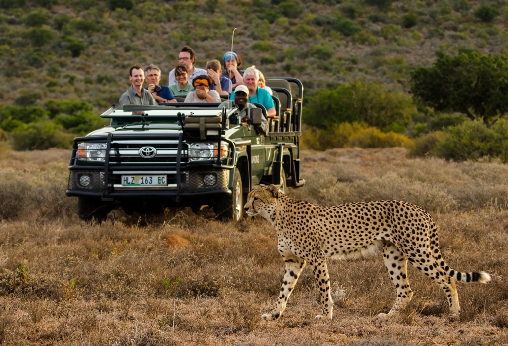 A group of people is observing a cheetah while on a safari in a jeep.