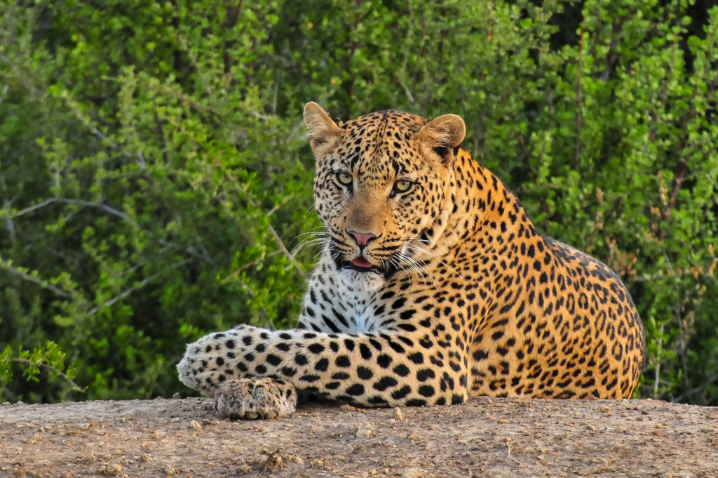 A close-up of a leopard resting on a rock with a lush green background.
