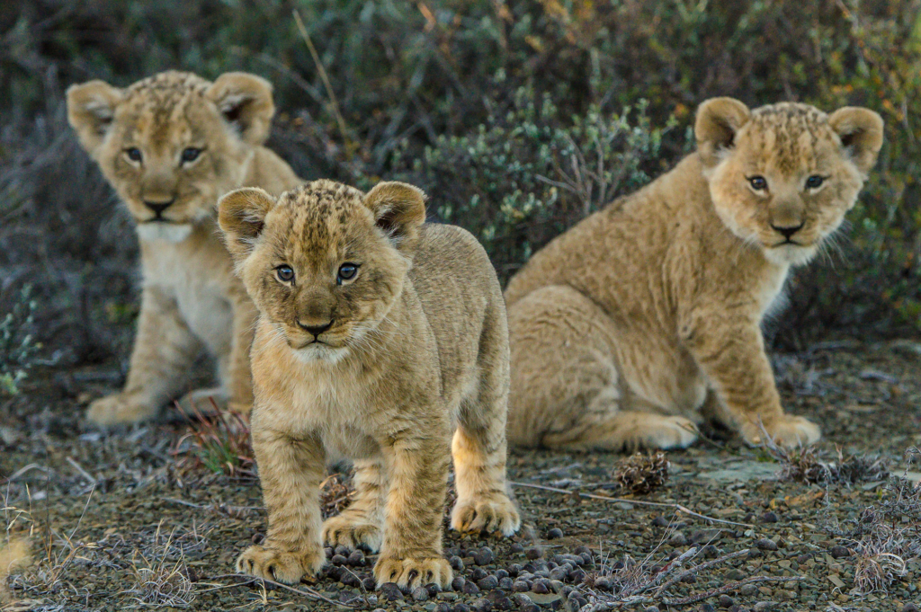 Three lion cubs are standing on the ground in a natural setting.