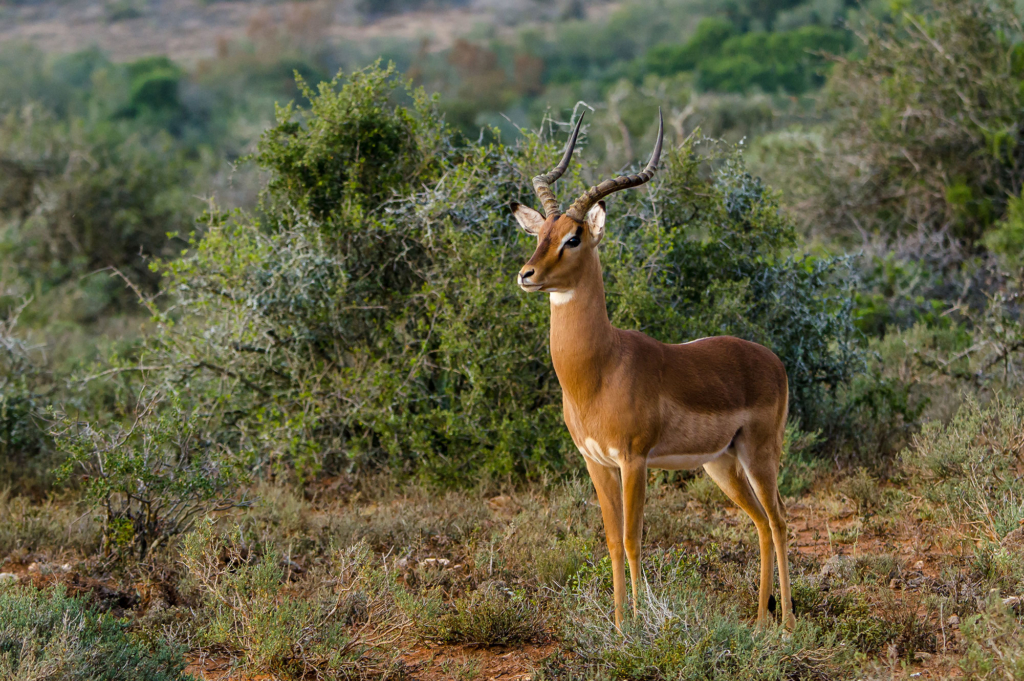 A male antelope stands among green shrubbery in a natural landscape.