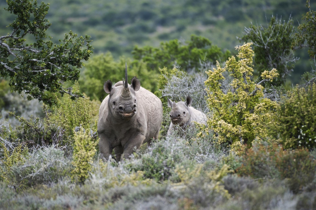 A mother rhinoceros and her calf move through a lush, green landscape.