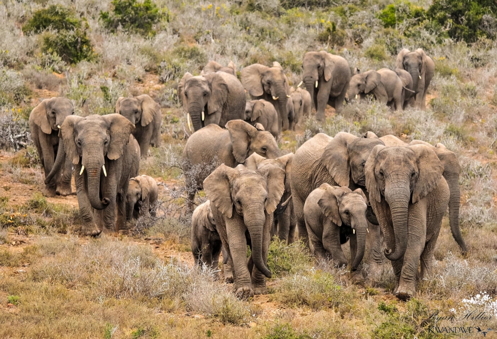 A herd of elephants walking through a grassy area.