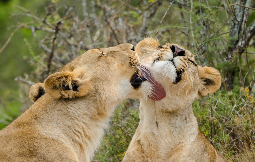 Two lions affectionately grooming each other.