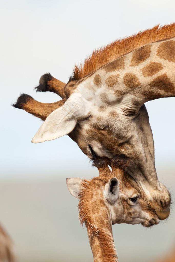 A mother giraffe nuzzles her calf affectionately.